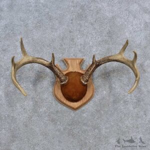 Whitetail Deer Antler Plaque Mount For Sale #15650 @ The Taxidermy Store