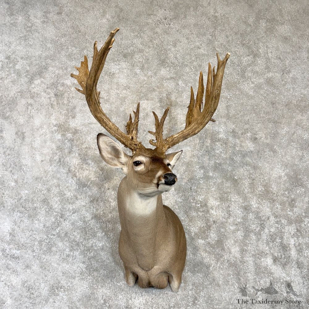 Whitetail Deer Shoulder Mount For Sale #29991 @ The Taxidermy Store