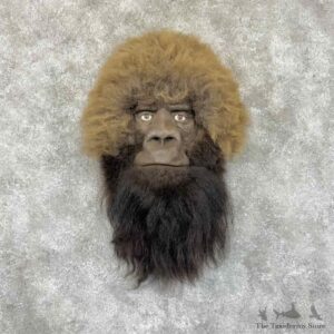 Replica Bigfoot Head Mount For Sale #30918 @ The Taxidermy Store