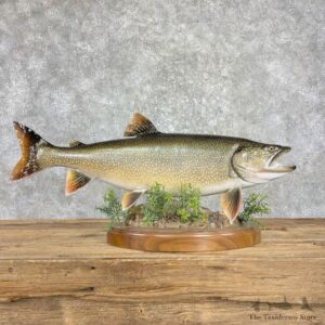 Lake Trout Freshwater Fish Mount For Sale #25964 @ The Taxidermy Store