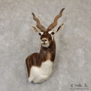 India Blackbuck Shoulder Mount For Sale #20106 @ The Taxidermy Store