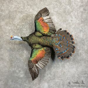 Ocellated Turkey Bird Mount For Sale #24918 @ The Taxidermy Store