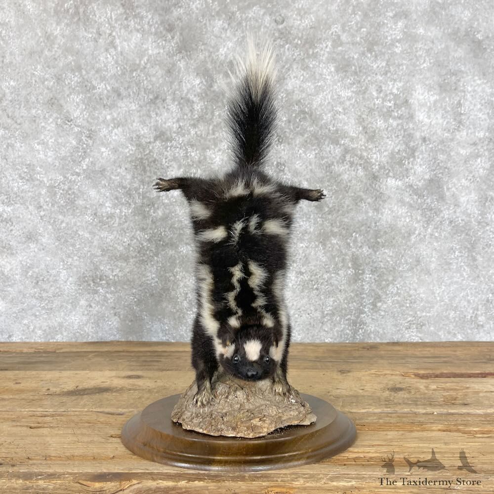 Eastern Spotted Skunk Life-Size Mount For Sale #28384 @ The Taxidermy Store