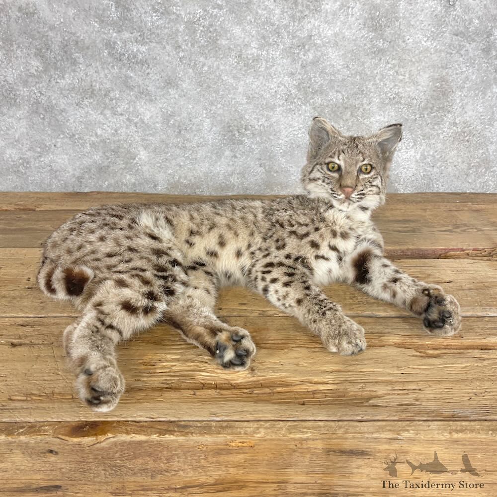 Bobcat Life-Size Mount For Sale #28665 @ The Taxidermy Store