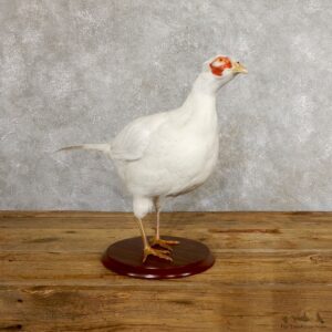 White Pheasant Bird Mount For Sale #19750 @ The Taxidermy Store