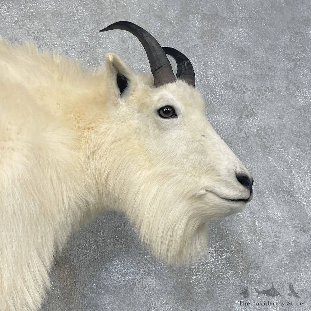 Mountain Goat Life-Size Mount For Sale #27657 @ The Taxidermy Store
