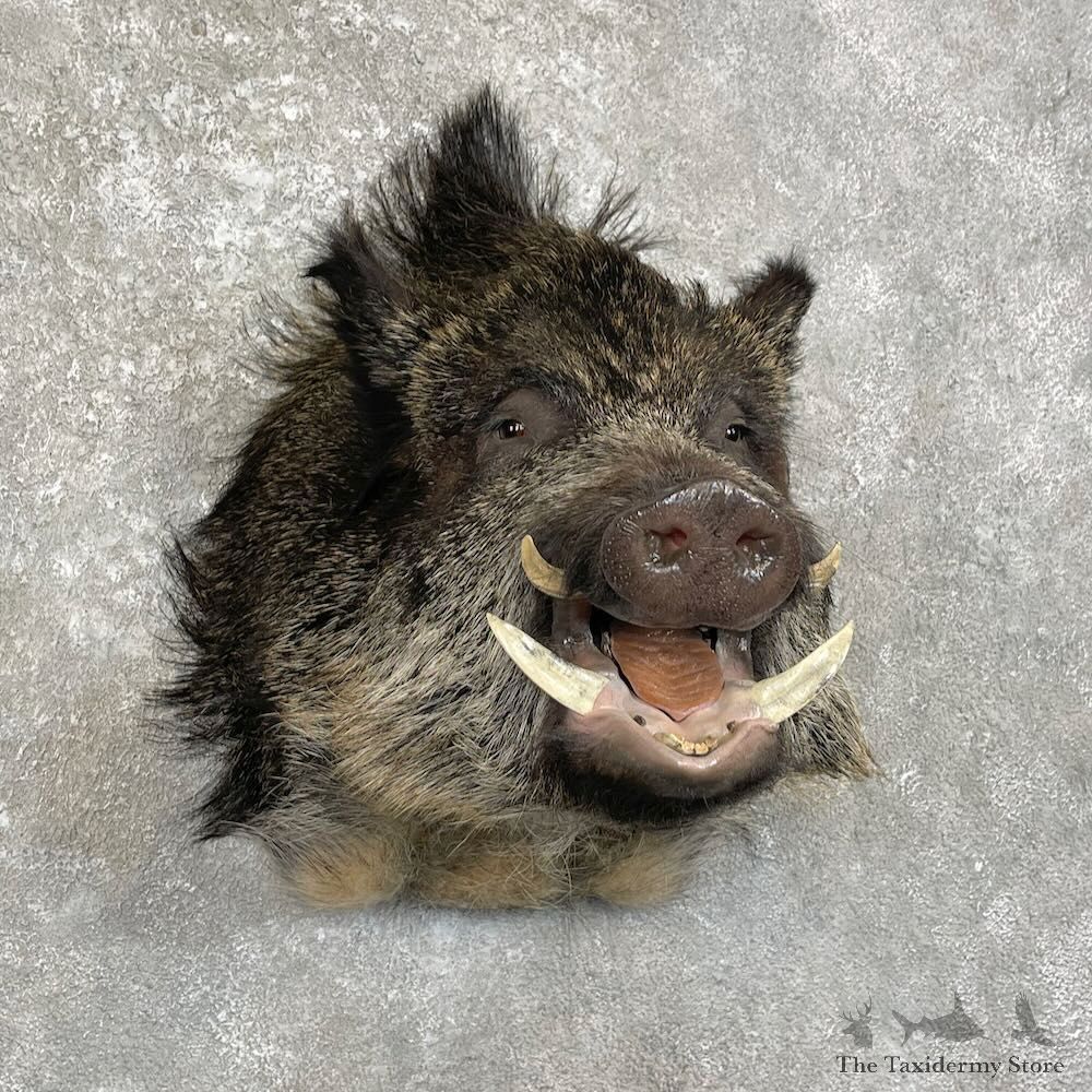 Russian Boar Shoulder Mount For Sale #28003 @ The Taxidermy Store