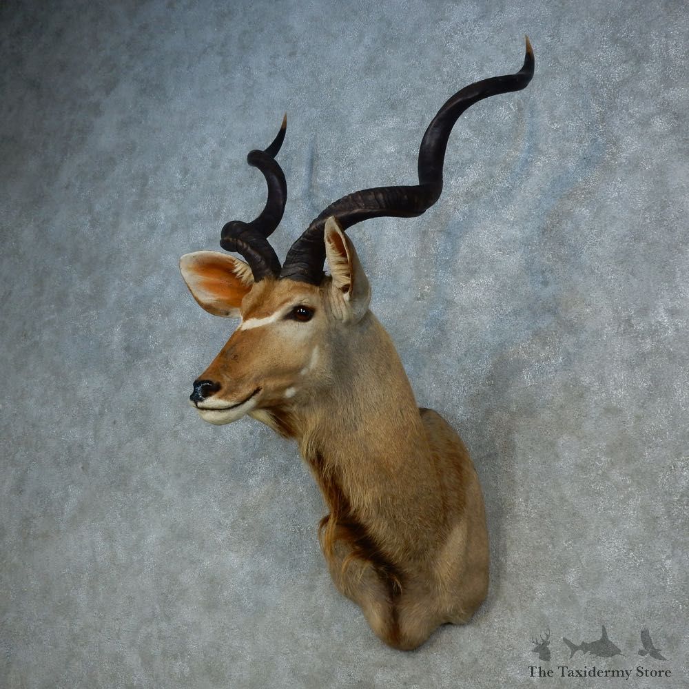 Greater Kudu Shoulder Mount For Sale #15311 @ The Taxidermy Store