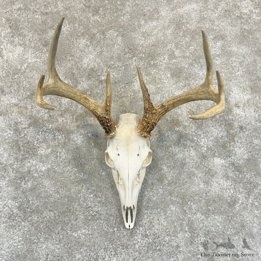 Whitetail Deer Skull European Mount For Sale #29232 @ The Taxidermy Store