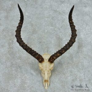 Impala Skull Horns European Mount #13649 For Sale @ The Taxidermy Store