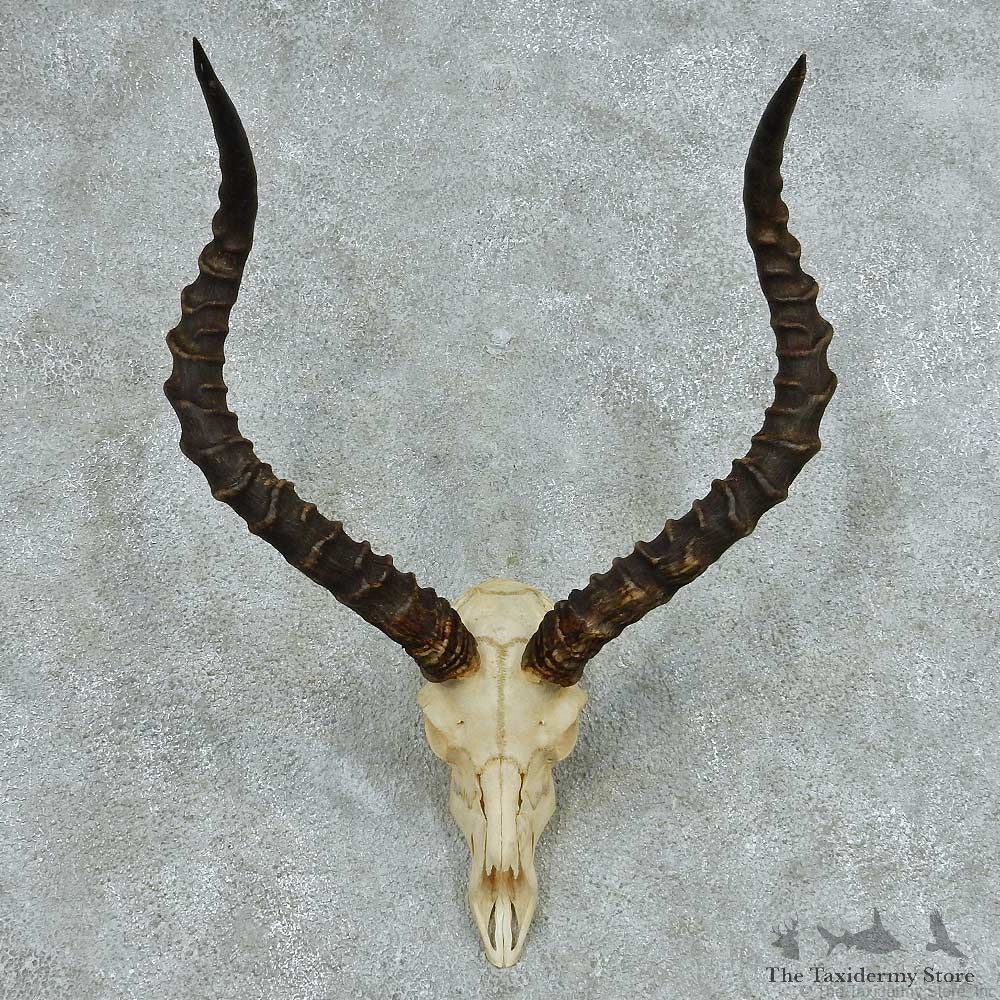 Impala Skull Horns European Mount #13649 For Sale @ The Taxidermy Store