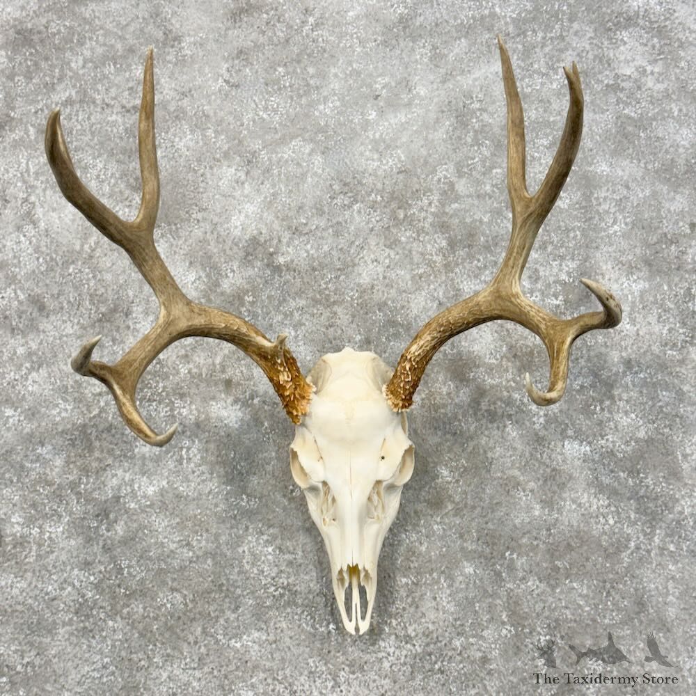 Mule Deer Skull European Mount For Sale #28954 @ The Taxidermy Store