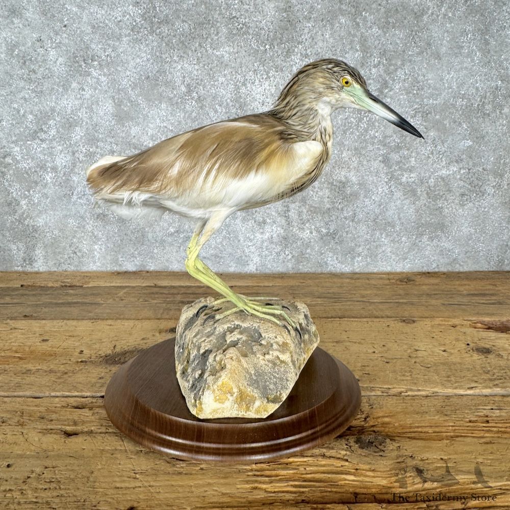Indian Pond Heron Bird Mount For Sale #29659 @ The Taxidermy Store