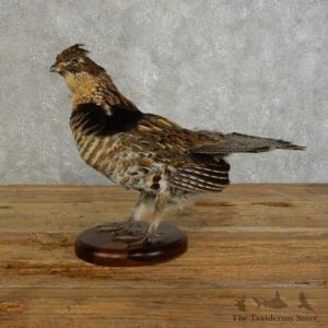 Ruffed Grouse Bird Mount For Sale #17390 @ The Taxidermy Store