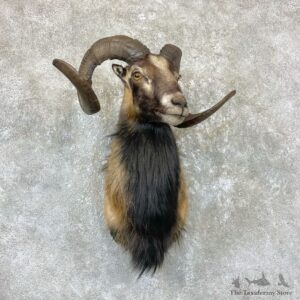 Corsican Ram Shoulder Mount For Sale #26722 @ The Taxidermy Store