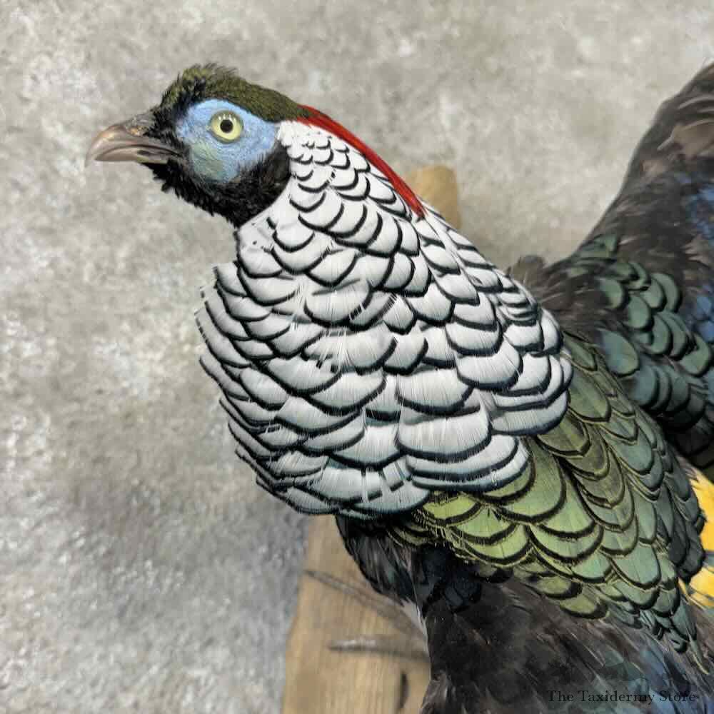 Lady Amherst Pheasant Bird Mount For Sale #32020 @ The Taxidermy Store