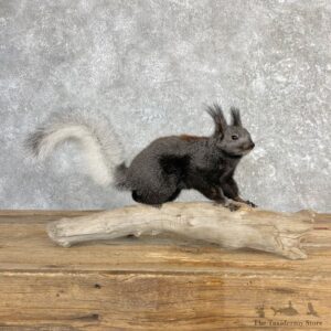 Kaibab Squirrel Mount For Sale #27105 @ The Taxidermy Store
