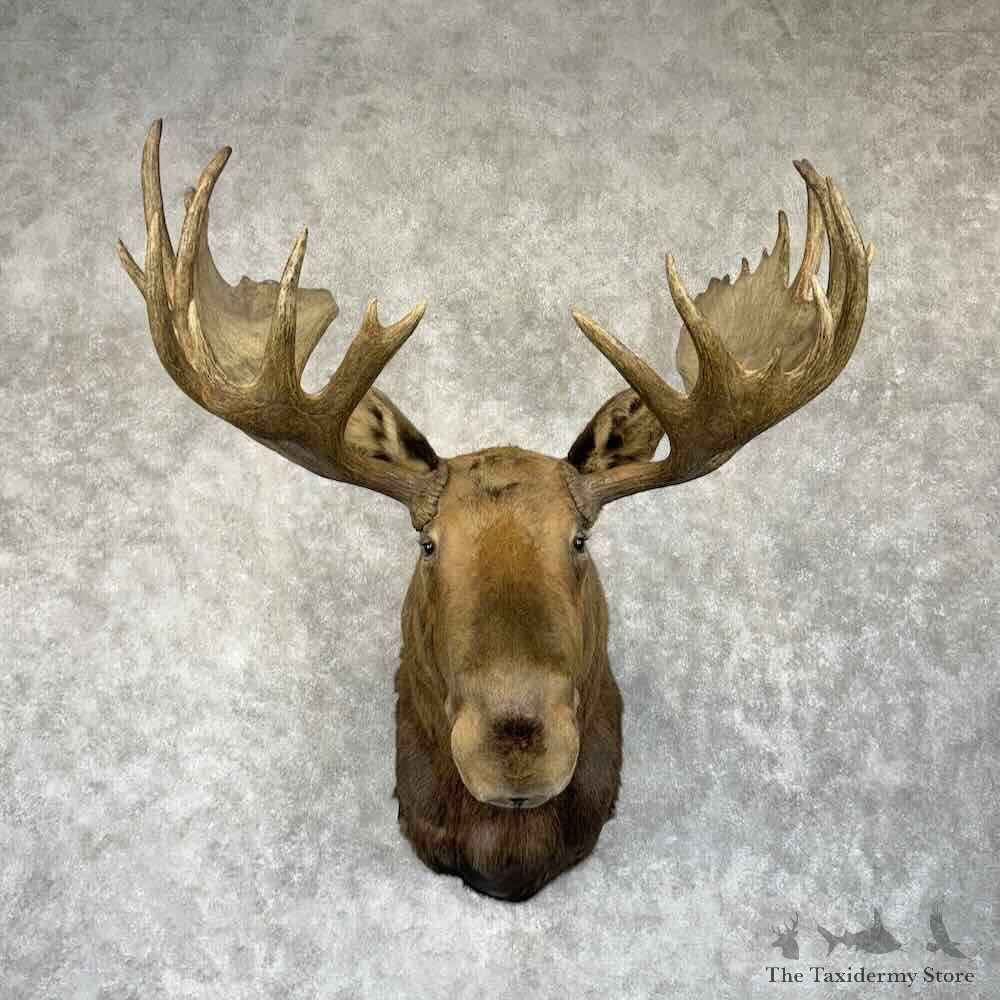 Alaskan Yukon Moose Shoulder Mount For Sale #30780 @ The Taxidermy Store