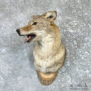 Coyote Shoulder Taxidermy Mount #26512 @ The Taxidermy Store