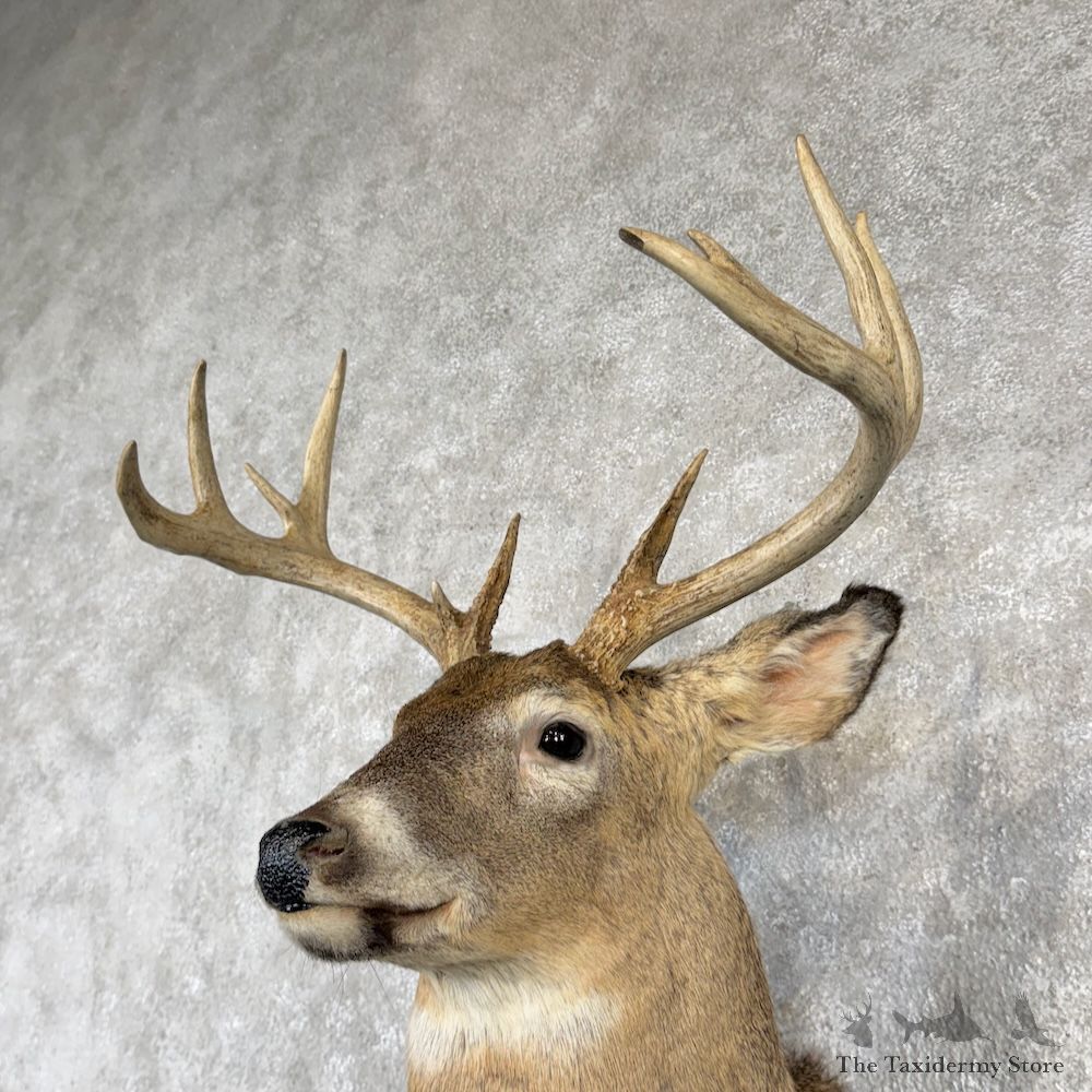 Whitetail Deer Shoulder Mount For Sale #30246 @ The Taxidermy Store
