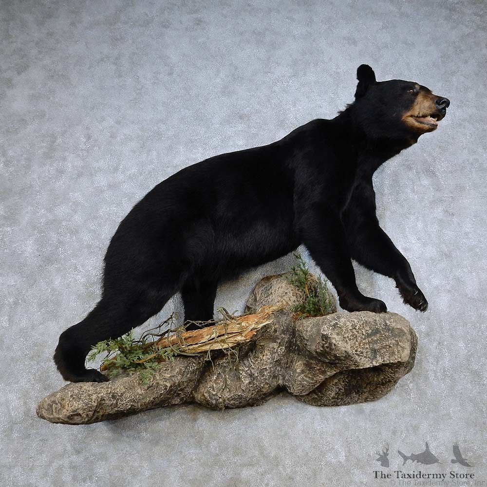 Black Bear Life-Size Mount For Sale #14352 @ The Taxidermy Store
