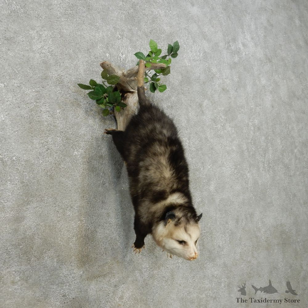 Hanging Opossum Mount For Sale #14906 @ The Taxidermy Store