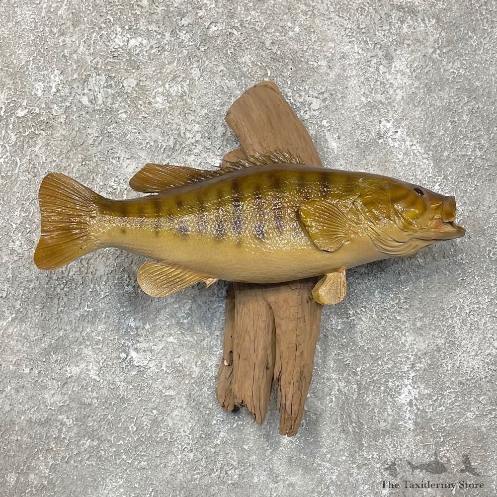 Smallmouth Bass Taxidermy Fish Mount #24109 For Sale @ The Taxidermy Store