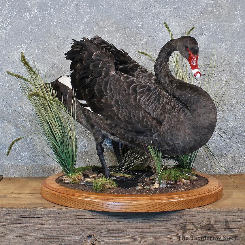 Black Swan Taxidermy Bird Mount #11957 For Sale @ The Taxidermy Store