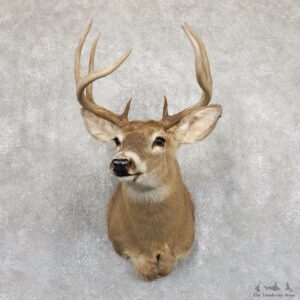 Whitetail Deer Shoulder Mount #19544 For Sale - The Taxidermy Store