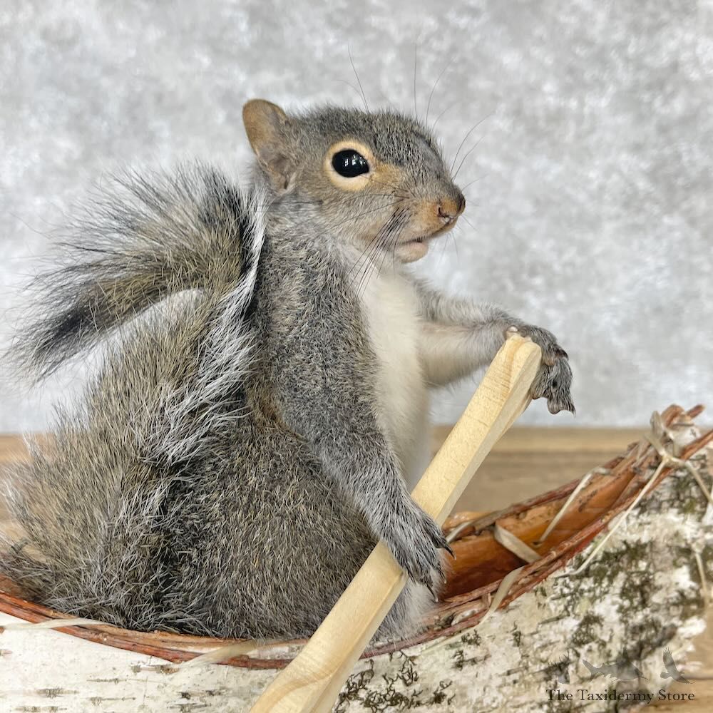 Canoe Squirrel Novelty Mount For Sale #28588 @ The Taxidermy Store