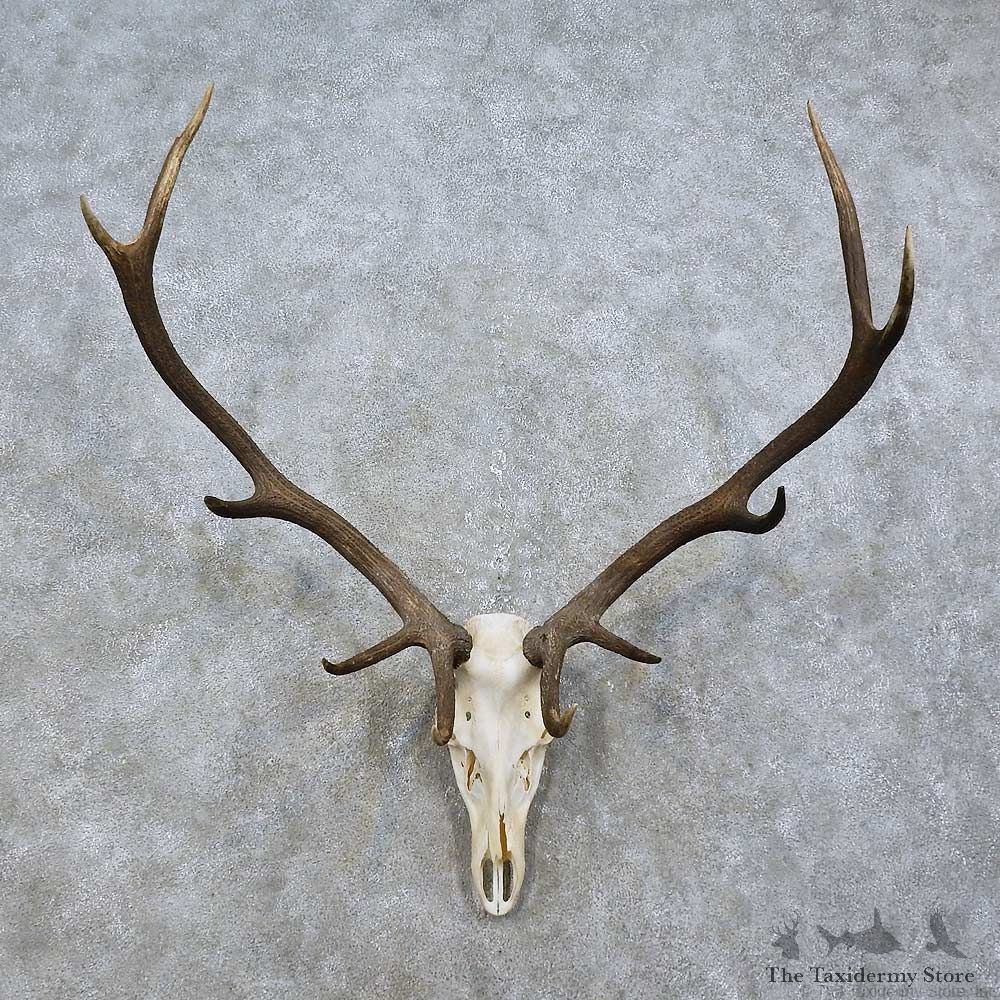 Elk Skull & Antler European Mount For Sale #15812 @ The Taxidermy Store