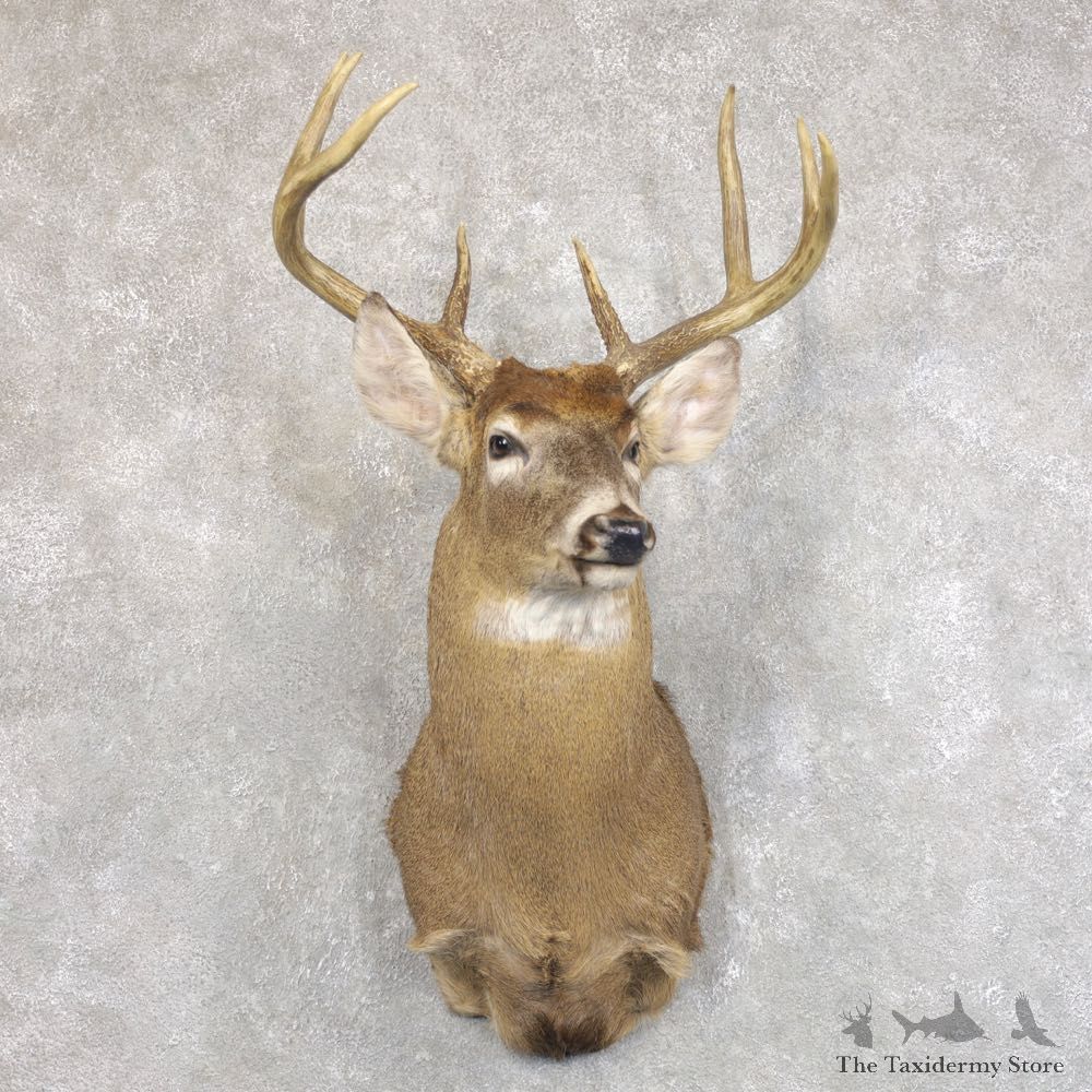Whitetail Deer Shoulder Mount For Sale #22234 @ The Taxidermy Store