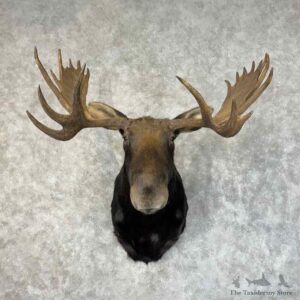 Shiras Moose Shoulder Mount For Sale #31234 @ The Taxidermy Store