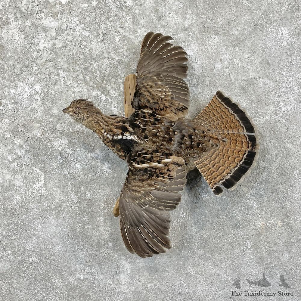 Ruffed Grouse Bird Mount For Sale #27800 @ The Taxidermy Store