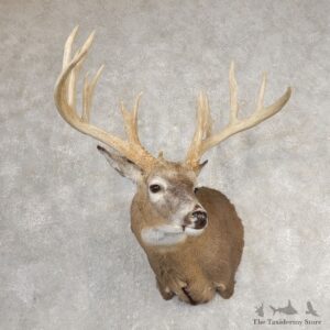 Whitetail Deer Shoulder Mount For Sale #21067 @ The Taxidermy Store