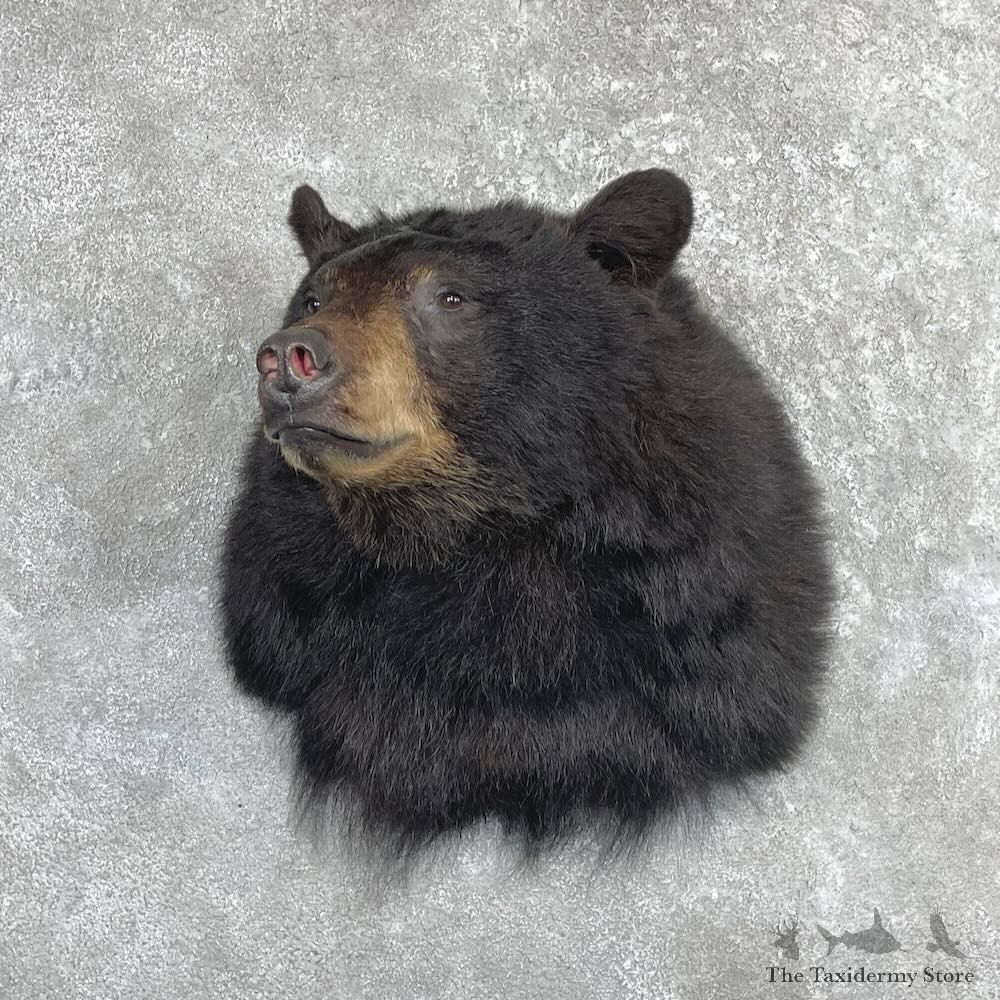 Black Bear Shoulder Mount For Sale #27416 @ The Taxidermy Store