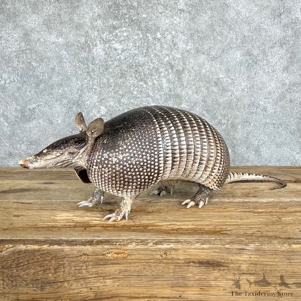 Armadillo Life-Size Mount For Sale #27381 @ The Taxidermy Store