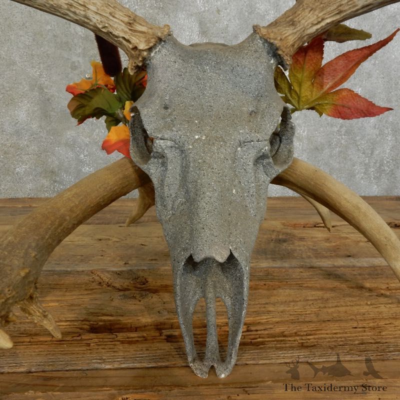 Whitetail Deer Skull European Mount For Sale #17392 @ The Taxidermy Store