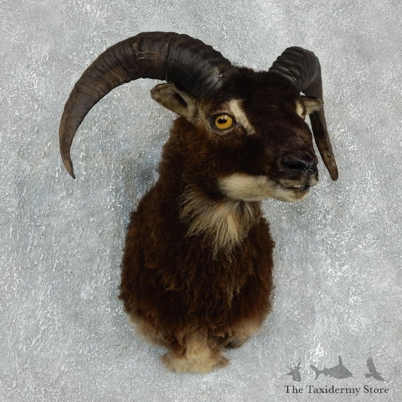 Corsican Ram Shoulder Mount For Sale #17911 @ The Taxidermy Store