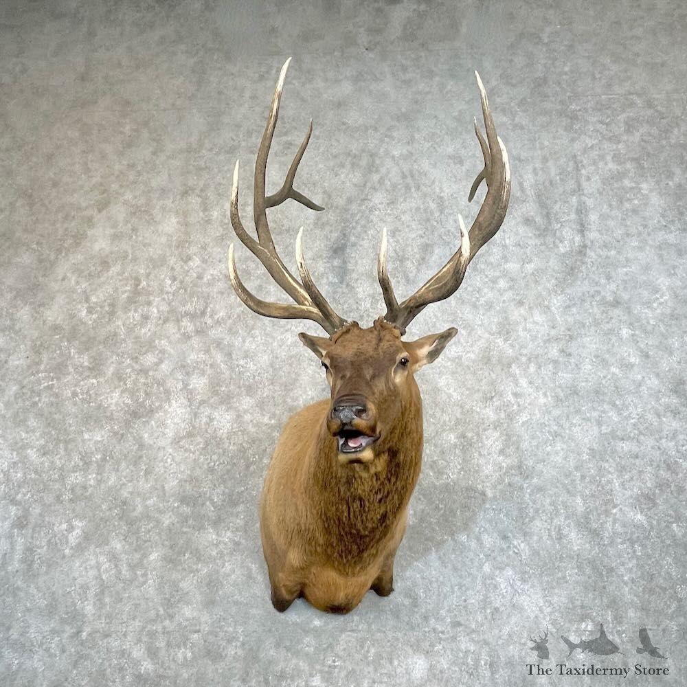 Rocky Mountain Elk Shoulder Mount For Sale #27779 @ The Taxidermy Store