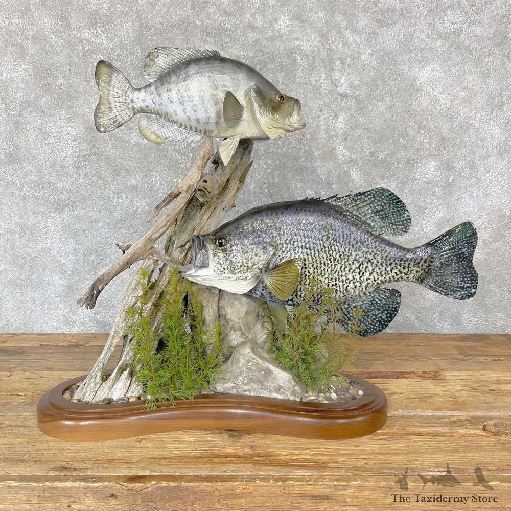 White Crappie & Black Crappie Taxidermy Fish Scene #24746 For Sale @ The Taxidermy Store