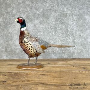 Ringneck Pheasant Bird Mount For Sale #25357 @ The Taxidermy Store
