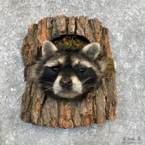 Raccoon Head Novelty Mount For Sale #19862 @ The Taxidermy Store
