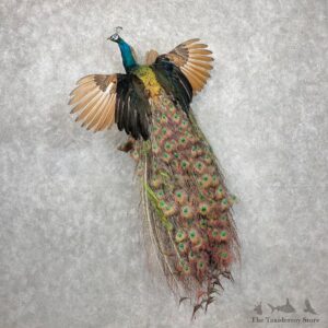 Blue Indian Cross Peacock Bird Mount For Sale #27075 @ The Taxidermy Store