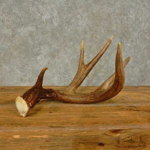 Whitetail Deer Antler Shed For Sale #16441 @ The Taxidermy Store