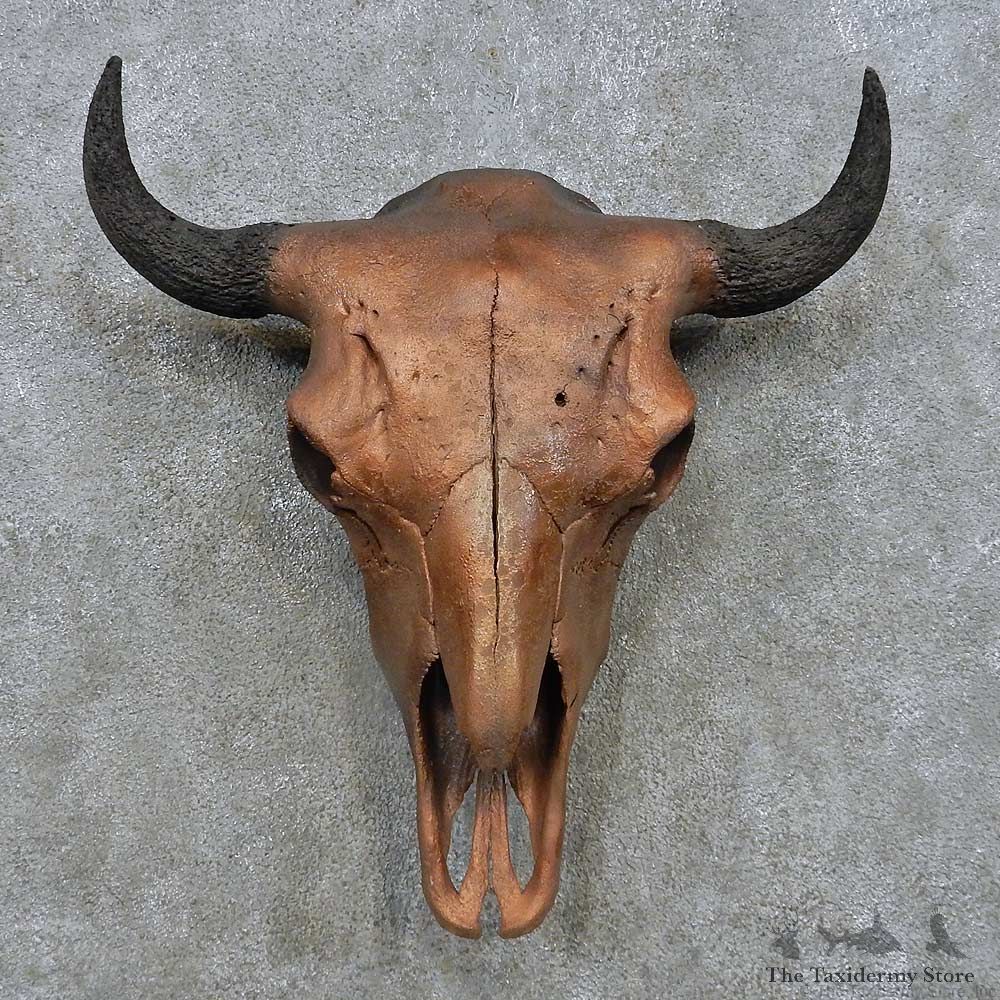 Buffalo/Bison Skull Mount For Sale #15153 @ The Taxidermy Store