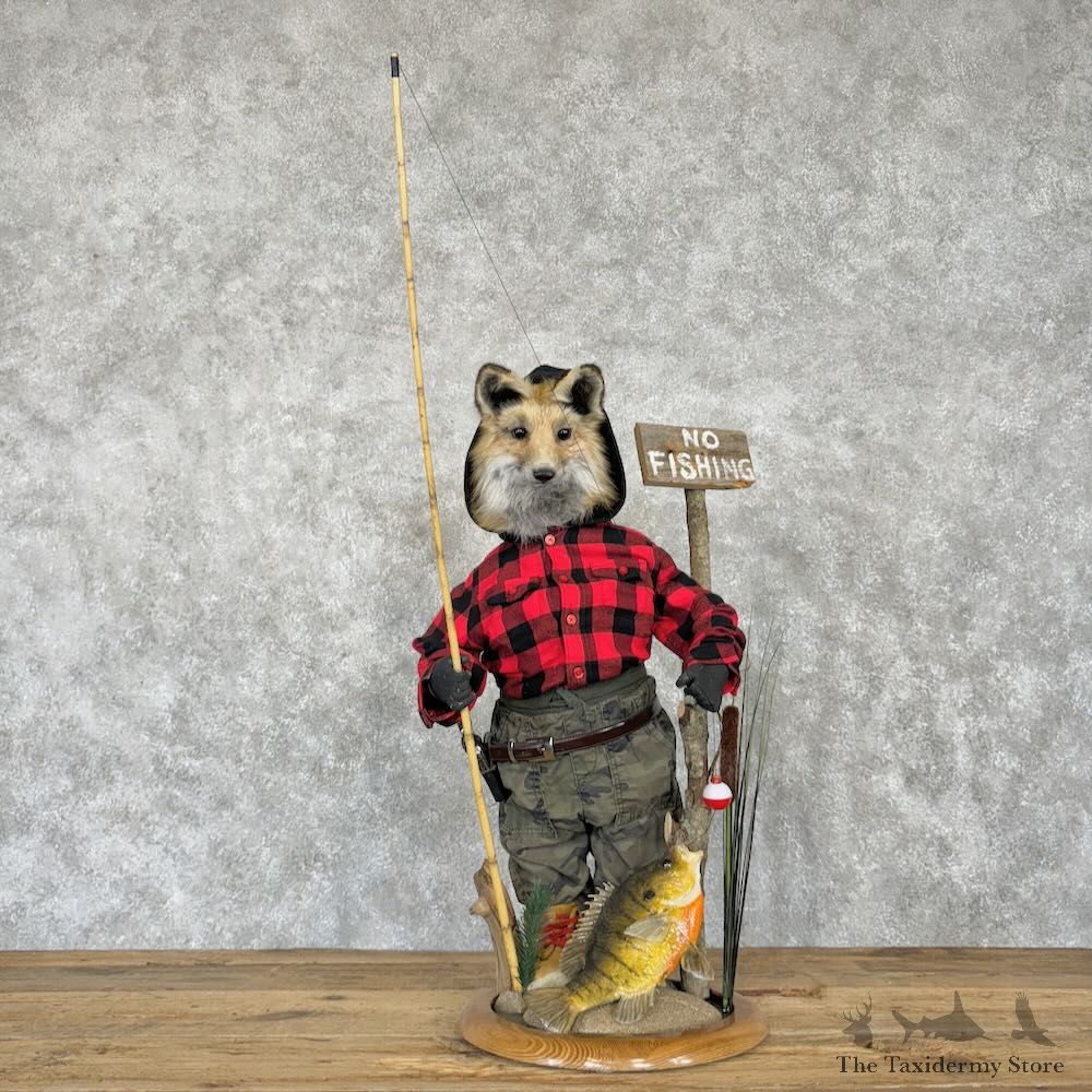 Fishing Red Fox Novelty Mount For Sale #29004 @ The Taxidermy Store
