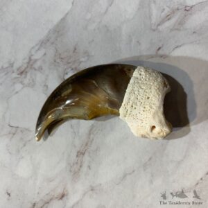 Polar Bear Claw Taxidermy For Sale #20647 - The Taxidermy Store