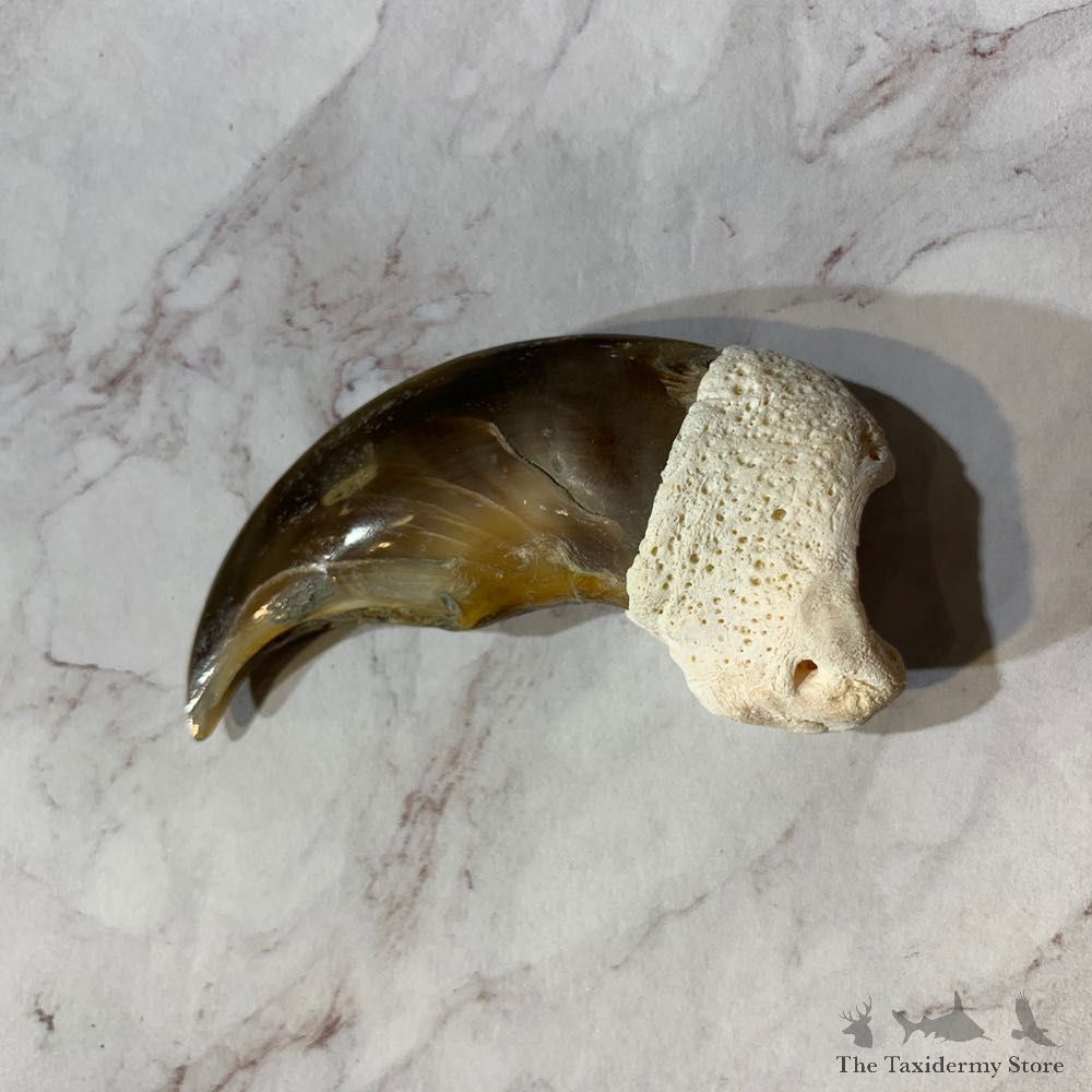 Polar Bear Claw Taxidermy For Sale #20647 - The Taxidermy Store