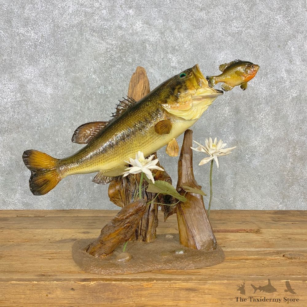 Largemouth Bass Fish Mount For Sale #23305 @ The Taxidermy Store